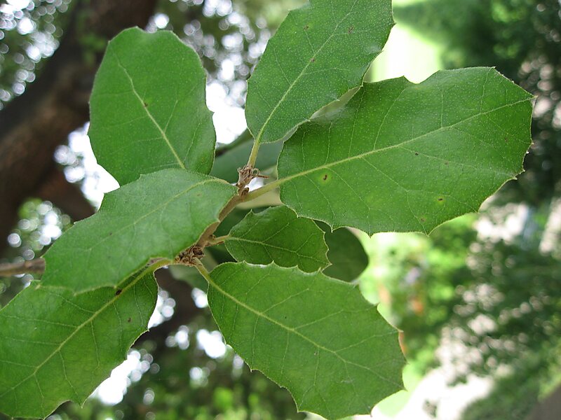 Quercus ilex
