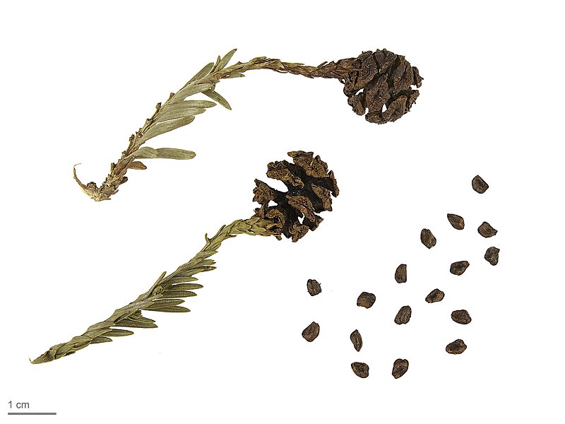 Sequoia sempervirens