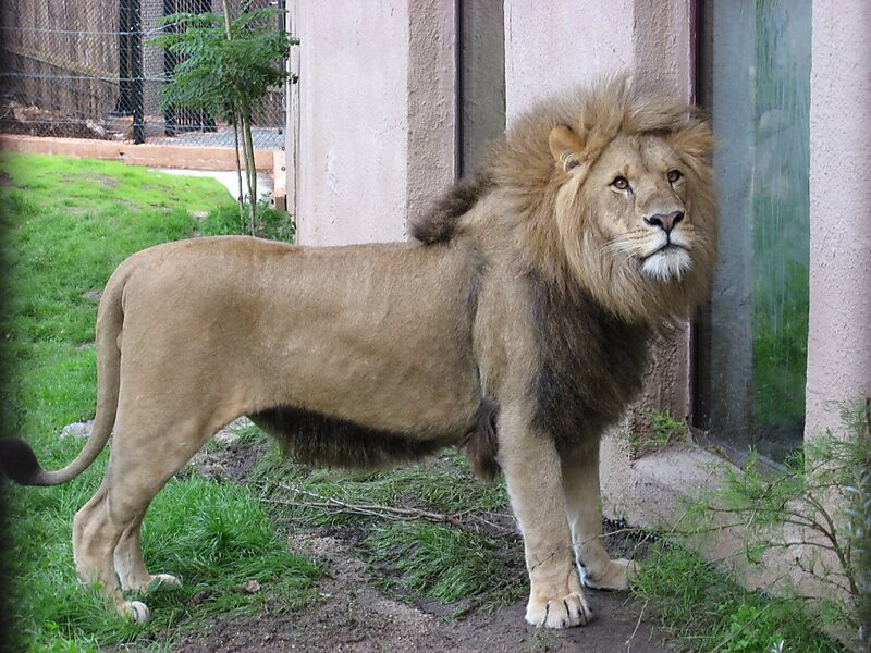 Kristiansand Dyrepark