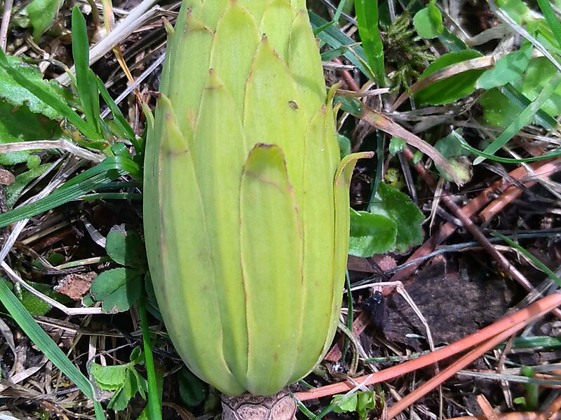 Liriodendron tulipifera