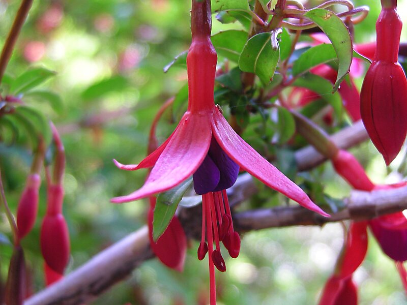 Národní park Los Alerces
