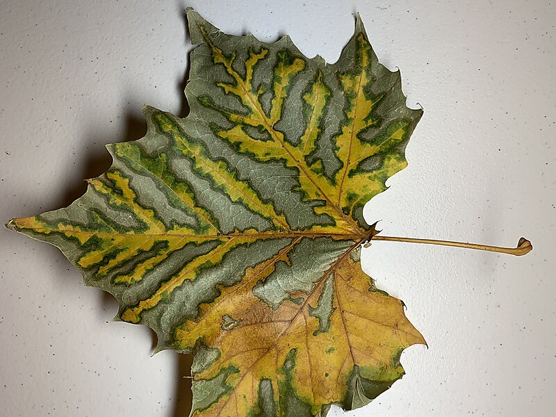 Platanus occidentalis