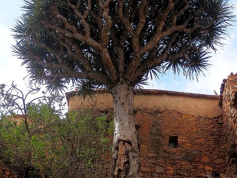 Dracaena draco