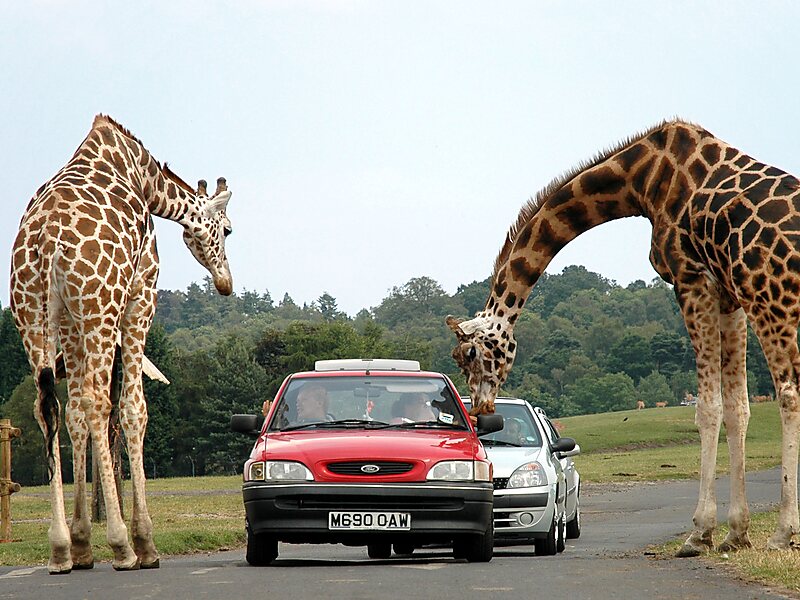 west midlands safari park 1973