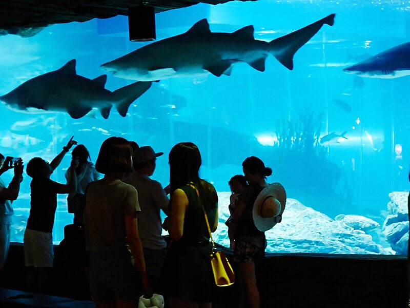 Busan Sea Life Aquarium in Busan, South Korea | Sygic Travel