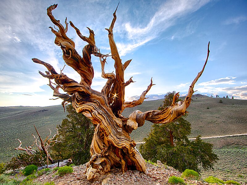 Methuselah Tree in Inyo County, California | Tripomatic