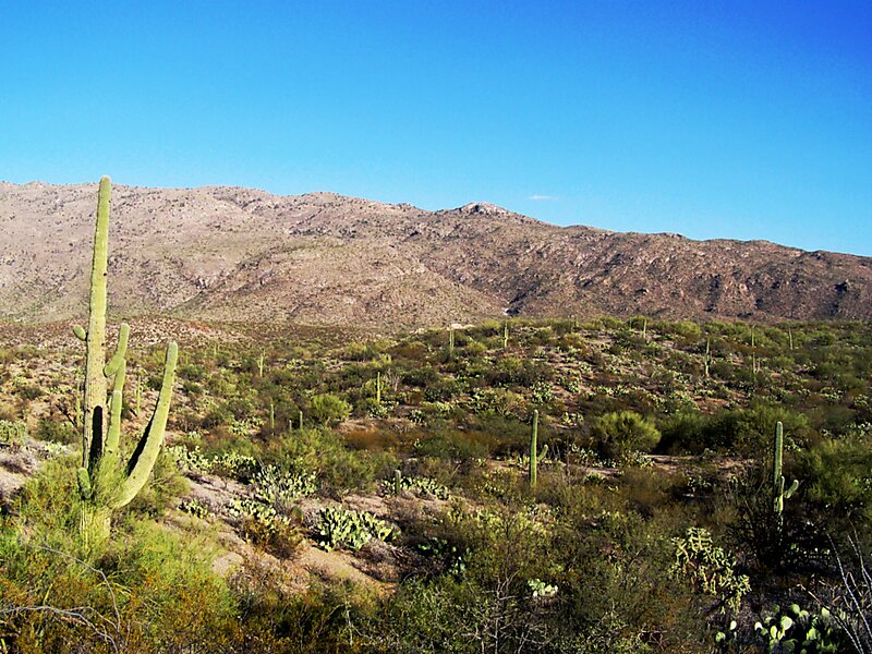 Guía de viaje al Parque Nacional Saguaro en Arizona