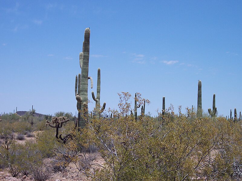Resultado de imagen de Monumento Nacional Organ Pipe Cactus