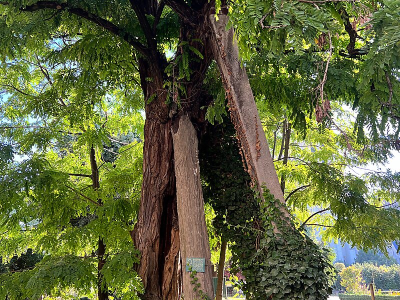 Robinier du square René Viviani