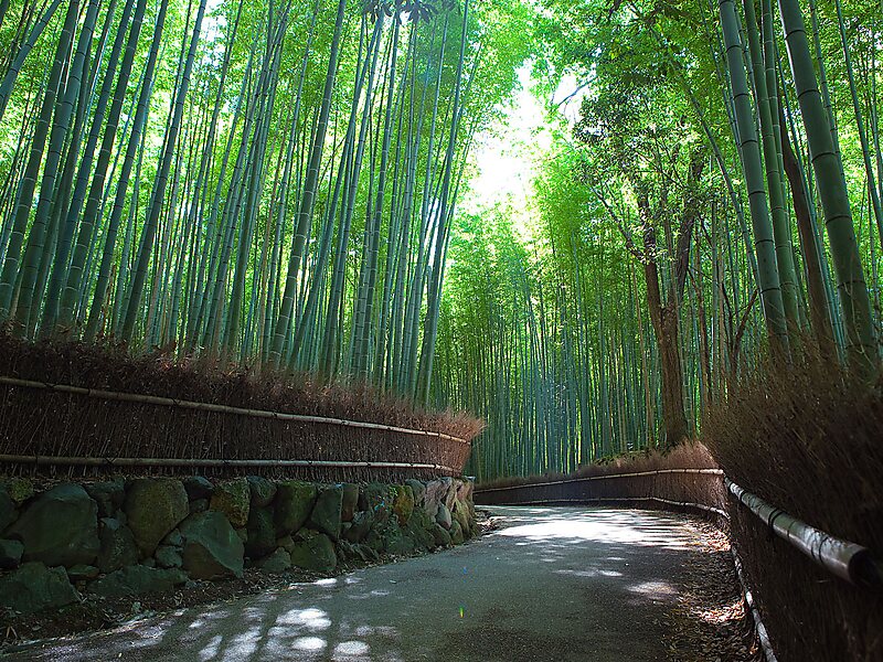 Arashiyama Bamboo Grove