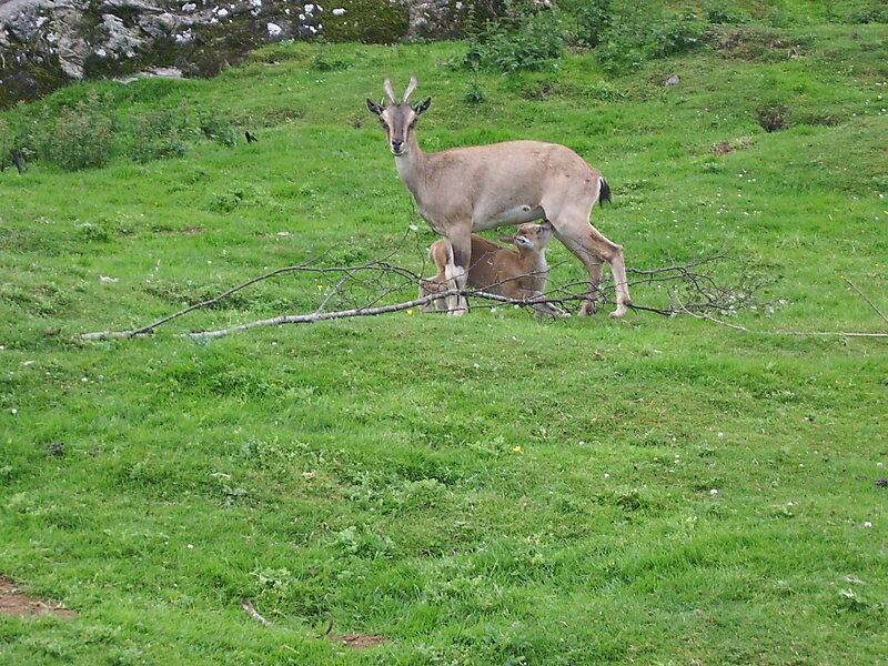 Highland Wildlife Park