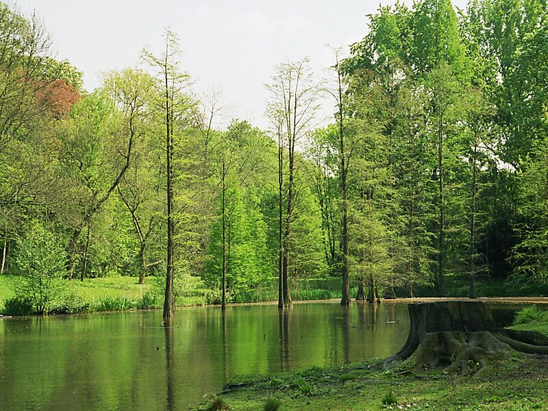 Botanic Garden Rombergpark in Dortmund, Germany Sygic Travel