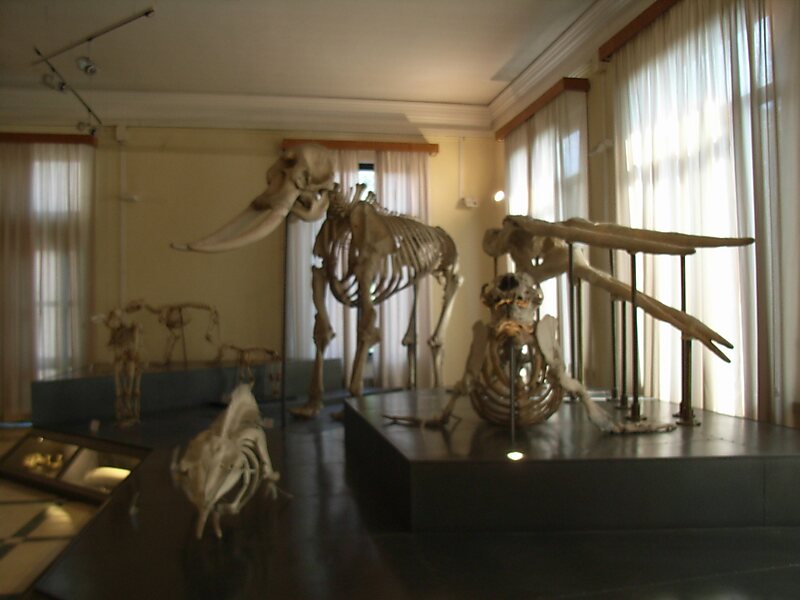 Museu de Zoologia