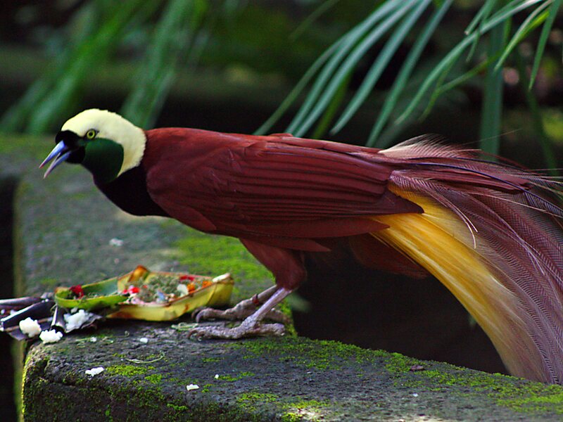 Bali Bird Park
