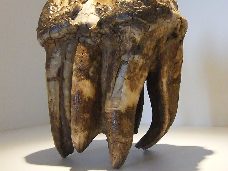 Big Bone Lick State Park