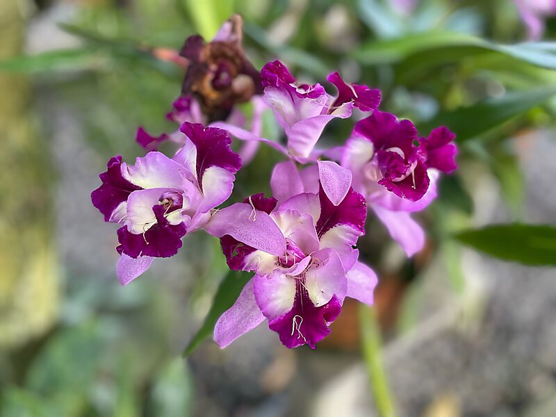 Bali Orchideen Garten