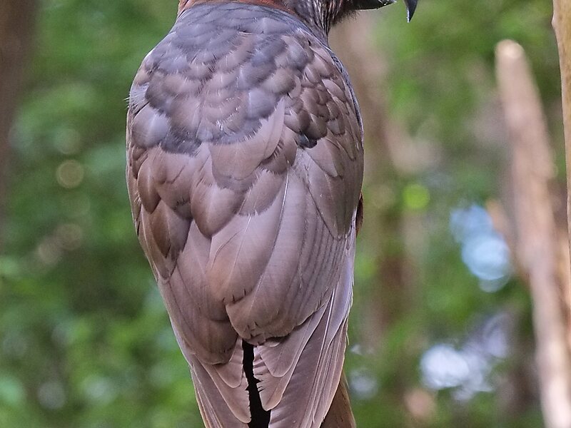 Orokonui Ecosanctuary