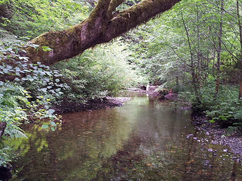Prairie Creek Redwoods State Park