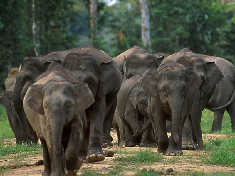 Elephants world