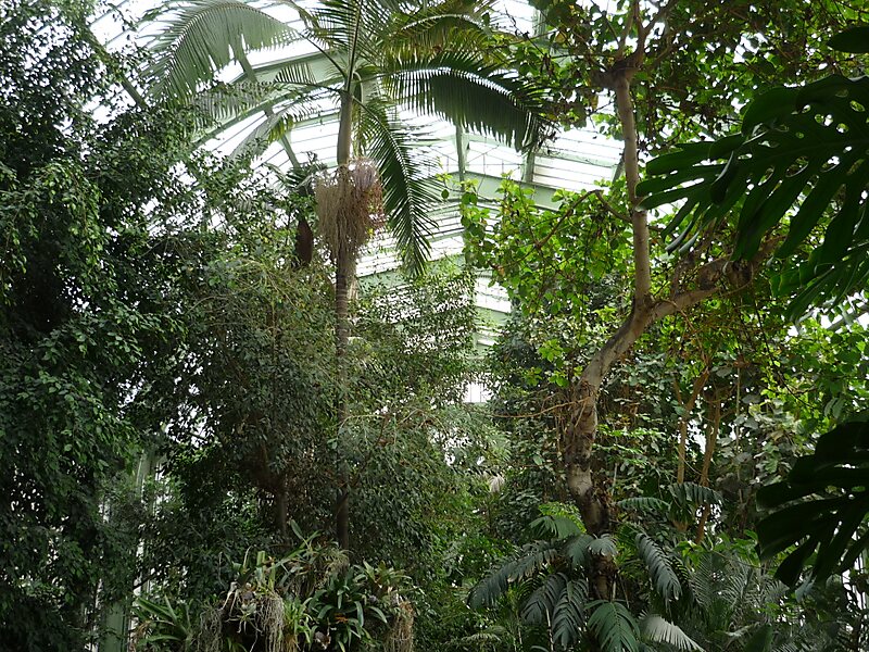 Сад растений