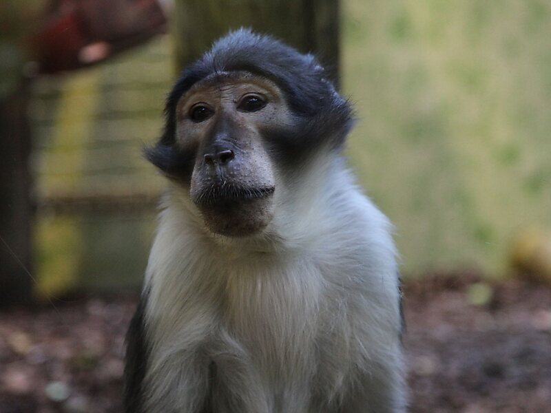 Ménagerie du Jardin des Plantes
