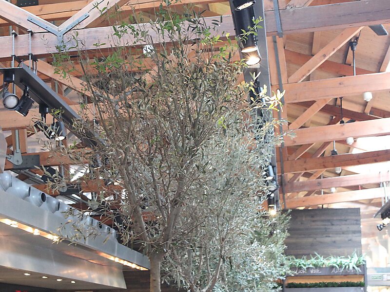 Santa Caterina Market