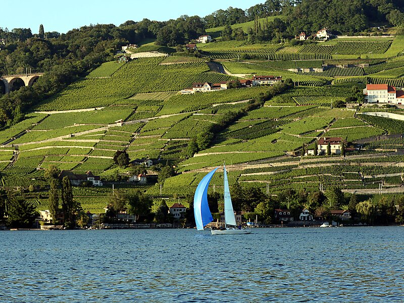 Lavaux Vineyard Terraces
