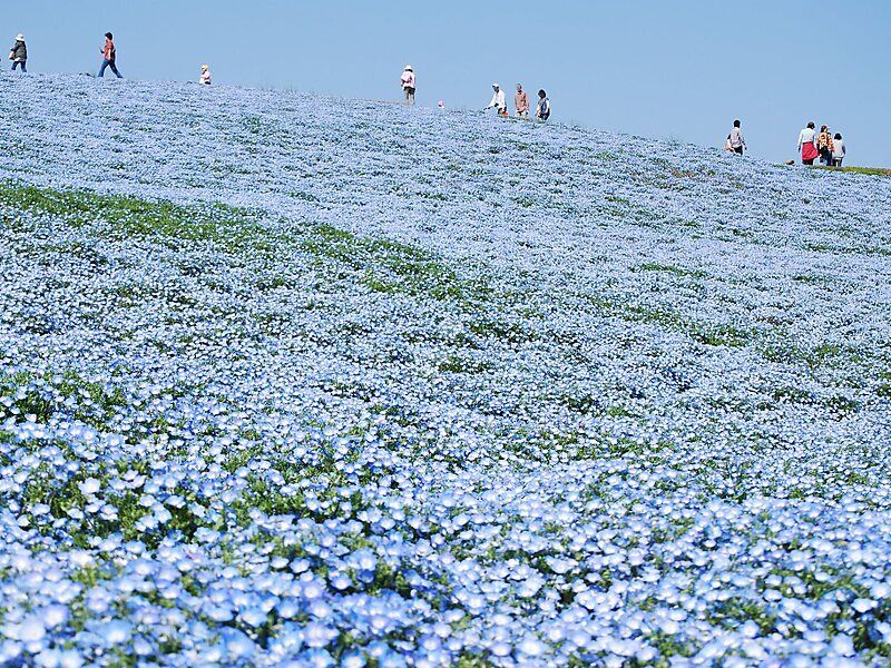 Hitachi Seaside Park