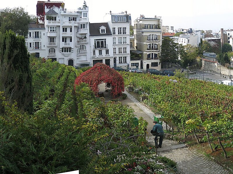 Vinice na Montmartru