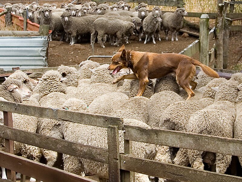 Yallingup Shearing Shed in Western Australia, Australia ...