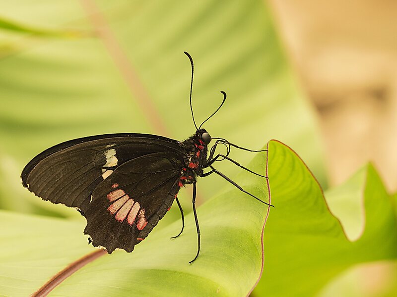 Benalmadena Butterfly Park