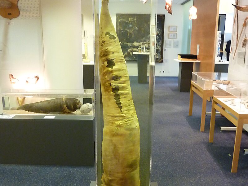 The Icelandic Phallological Museum