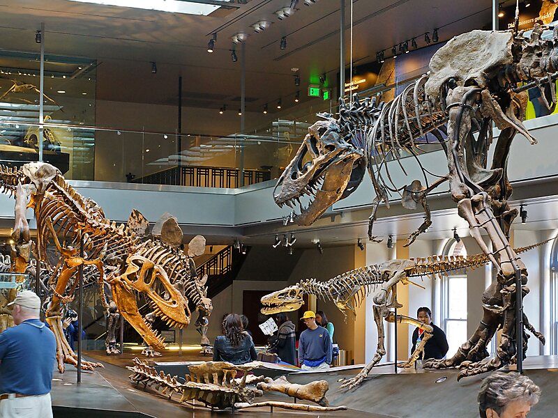 Museo de Historia Natural del Condado de Los Ángeles en Exposition Park,  Los Angeles, Los Ángeles, Estados Unidos de América | Sygic Travel