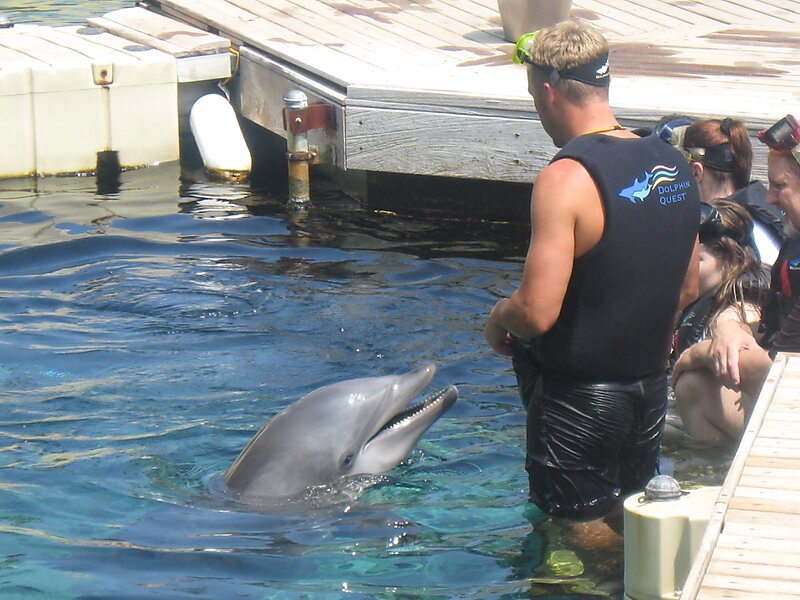 Dolphin Quest