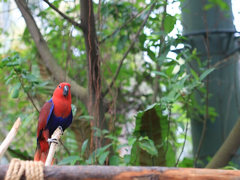 Parque das Borboletas & Reino dos Insectos