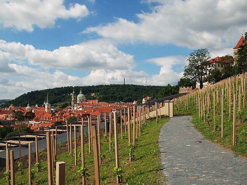 St. Wenceslas' Vineyard