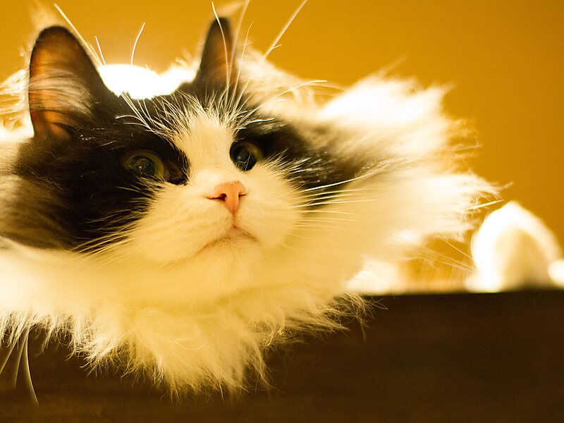 Cat Cafe Calico Shinjuku