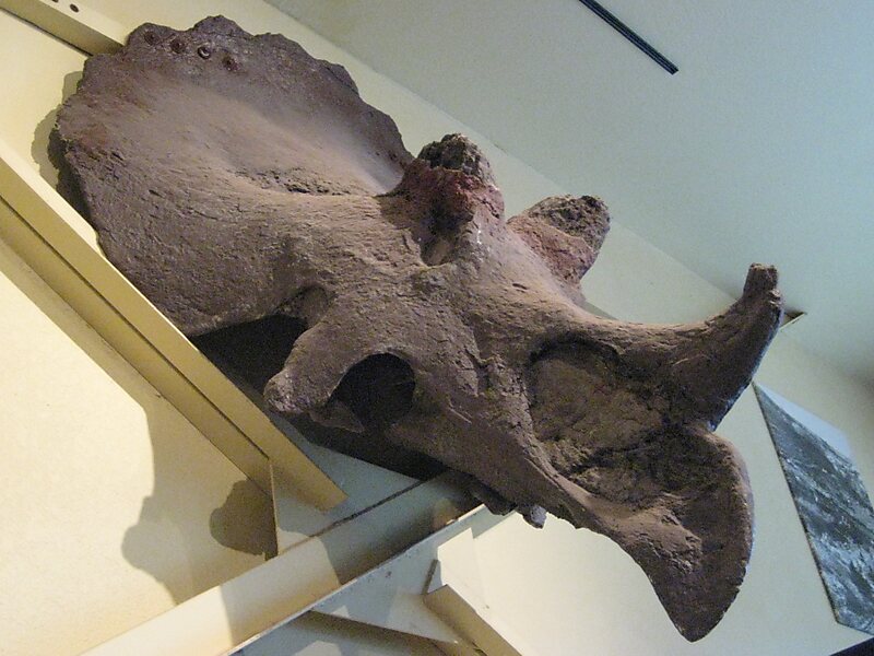 Dinosaur Journey Museum