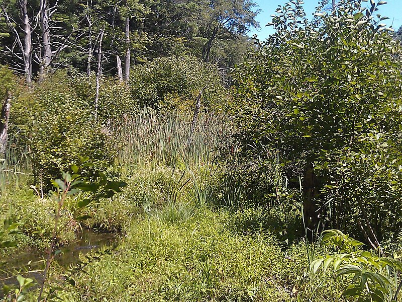 Willowdale State Forest