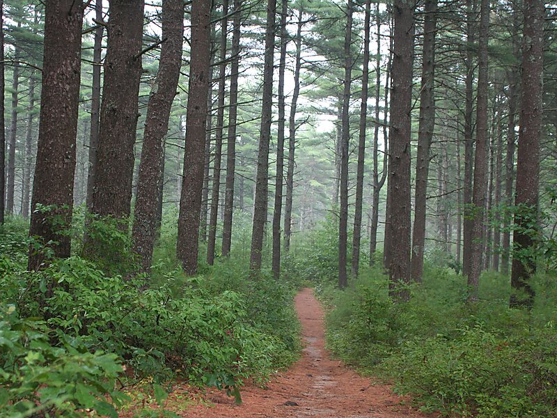 Myles Standish State Forest