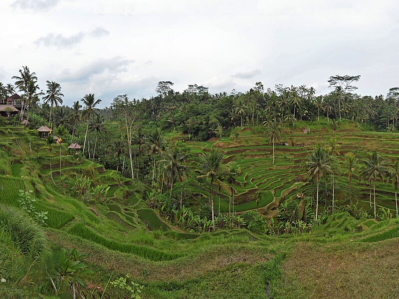 Tegalalang Rice Terrace