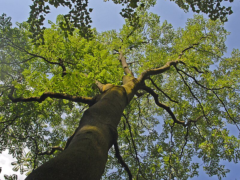 Jardim Botânico Brera