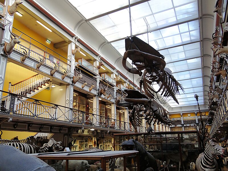 National Museum of Ireland, Natural History in Dublin, Ireland | Sygic