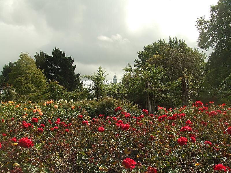 The Rose Garden