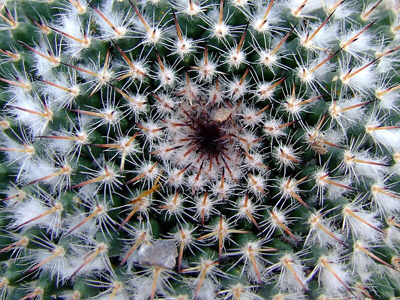 St Andrews Botanic Garden