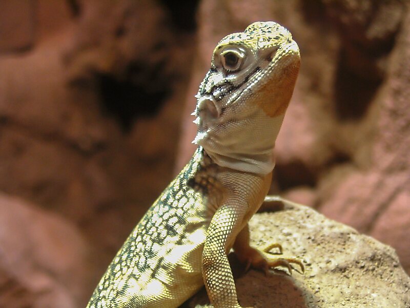 Wildlife World de Sydney