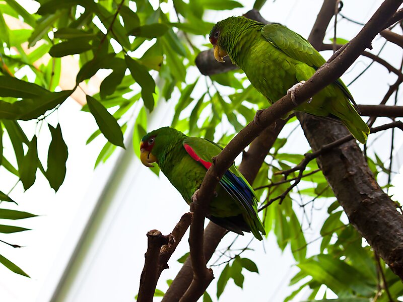 Tiergarten Schönbrunn