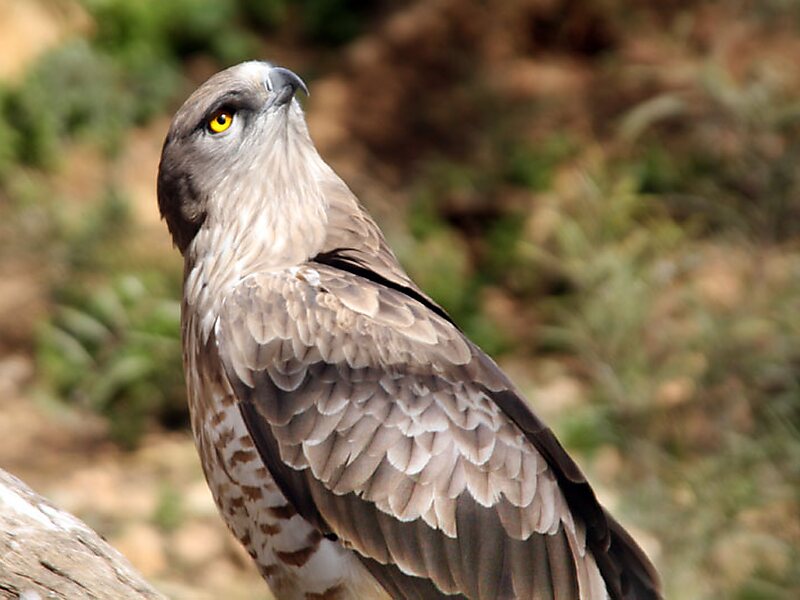 Jerusalem Biblical Zoo