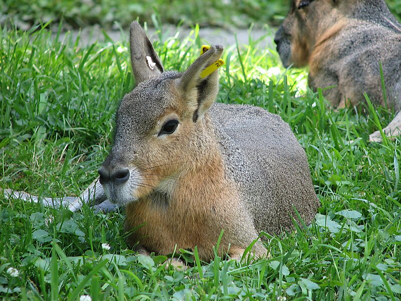 Patagonian mara