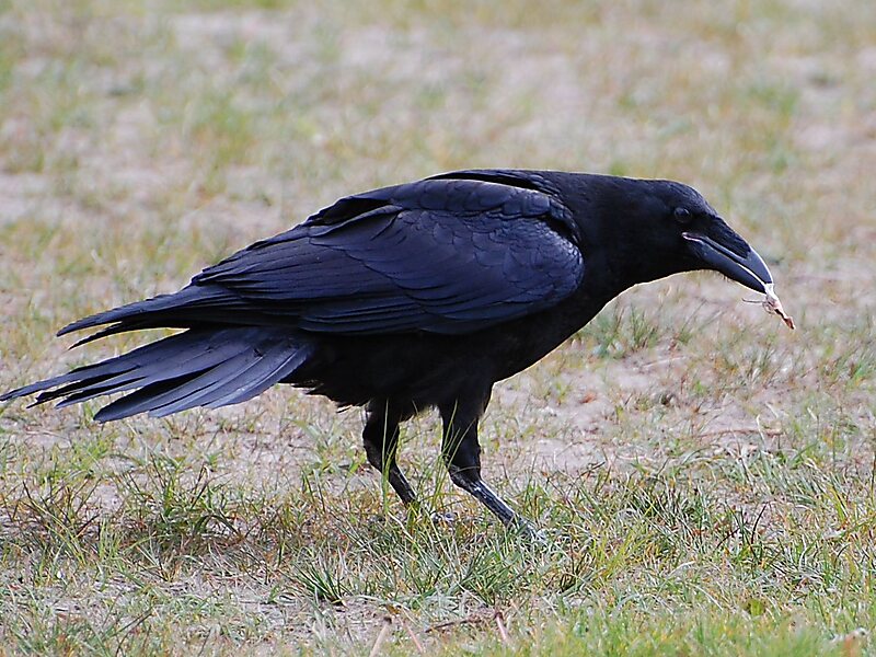 Corvus corax